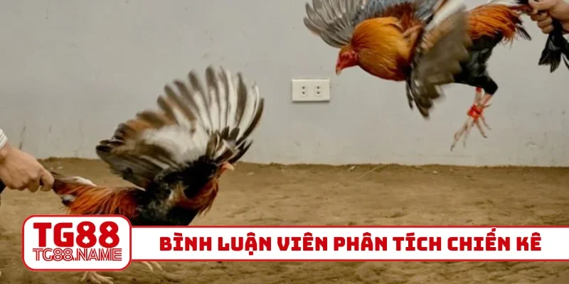 Bình luận viên phân tích chiến kê
