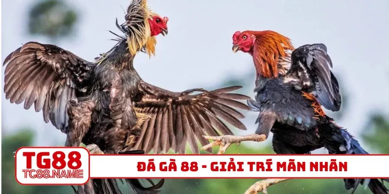 Đá gà 88
