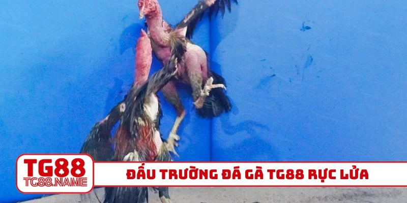 Đấu trường đá gà TG88 rực lửa
