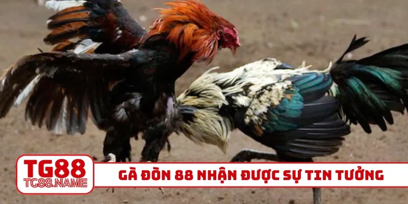 Gà đòn 88 nhận được sự tin tưởng