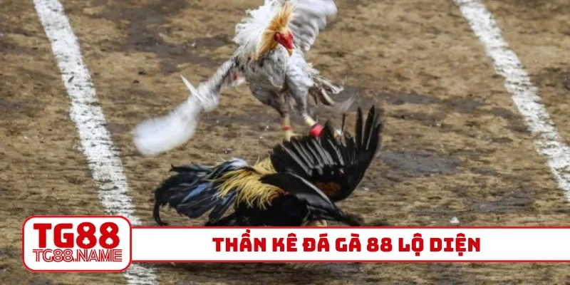 Thần kê đá gà 88 lộ diện