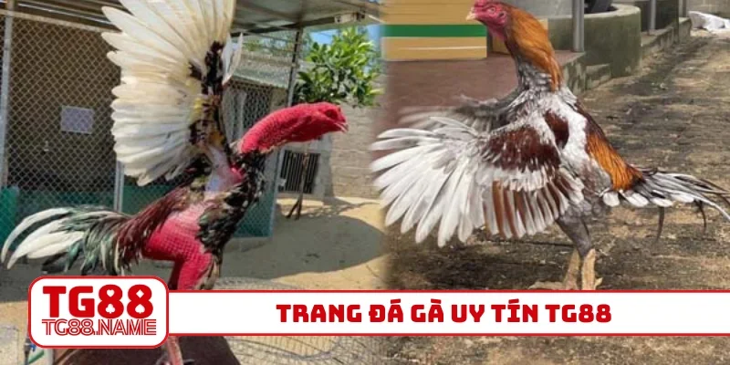 Trang đá gà uy tín TG88